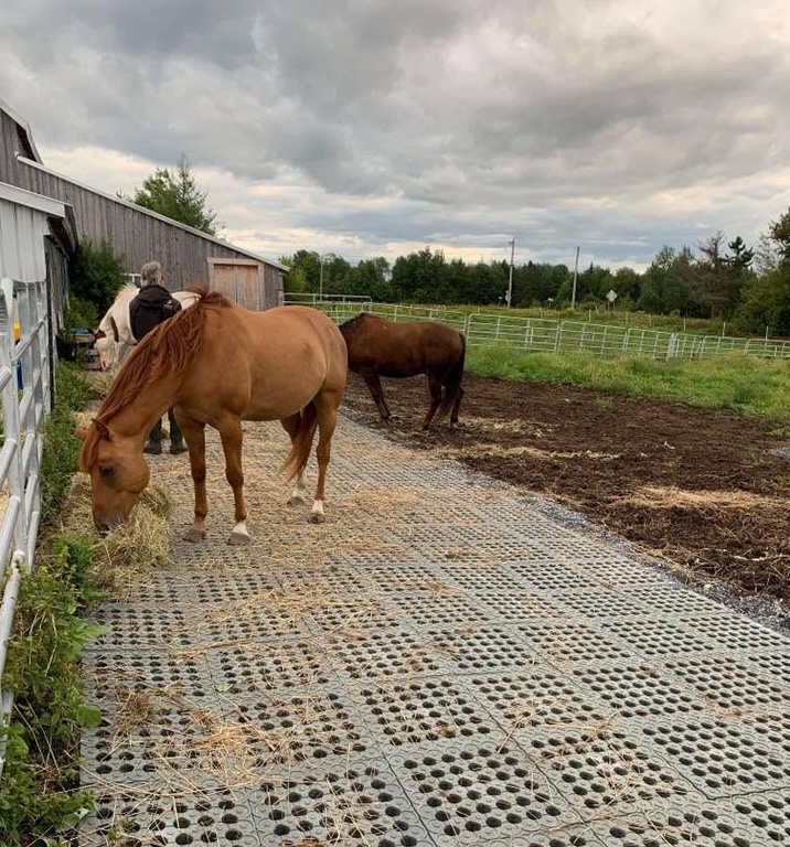 Horses standing on a dry, mud-free turnout area reinforced with hanit mud control grids